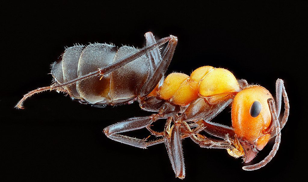 Ant Control service in Smyrna, TN