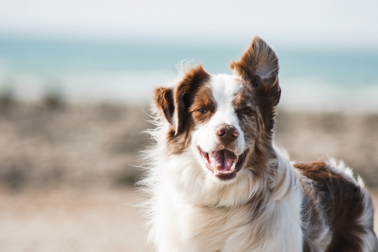 Flea & Tick Control service in Smyrna, TN