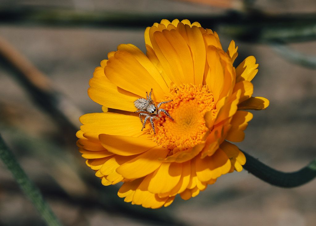 Spider Control service in Smyrna, TN